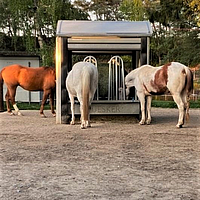 Three horses eat at the timed hayrack