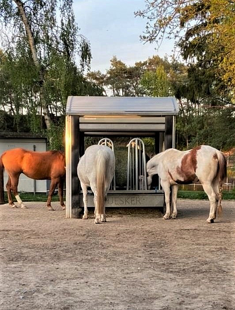 Feed intake of some horses at a feeding rack