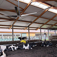 Ceiling fan for energy-efficient cooling of the barn