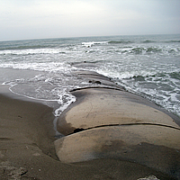 Groynes and breakwaters on the beach for coastal protection