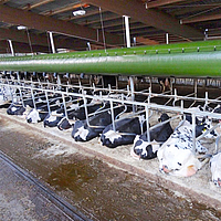 Lubratec Tube Cool above the berth in a cow shed Lubratec Tube Cool over a divided cubicle with several cows in a cow shed