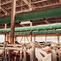 Lubratec Tube Air ventilation hose in a cowshed to improve the climate in the barn