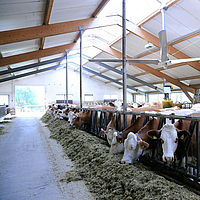 Bottom view of a Lubratec ceiling fan in a cow barn