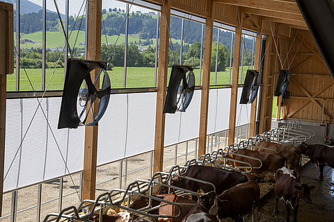 Interior view of a dairy cow shed with axial fans
