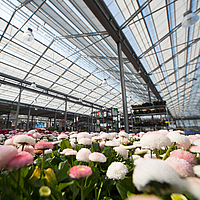Greenhouse protection: "Flame protection with HUESKER fabrics"