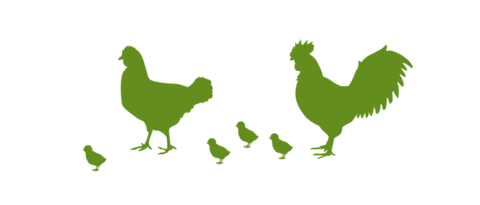 Illustration of hens and chicks for the advantages of the Lubratec separation layer in poultry farming