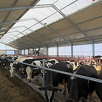 Light ridge as a natural light source when feeding the cows in a dairy barn