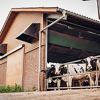 Lubratec Tube Cool cooling hose in an animal house to prevent heat stress