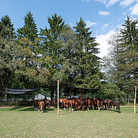 Horses under a Lubratec awning in a pasture