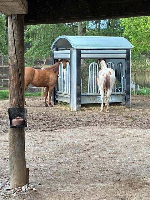 Feeding system for an open stable housing horses