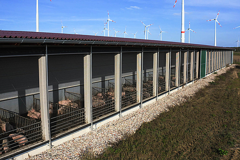 Outdoor pigsty with an exercise area
