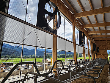 Interior view of a dairy cow shed with axial fans and wrap-around ventilation