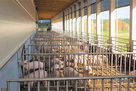 Inside view of pigs in an open-plan barn with plenty of space to roam