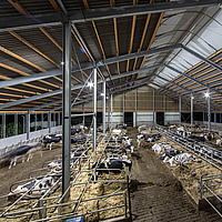 Dairy barn with installed LED lights as light source for animals at night 